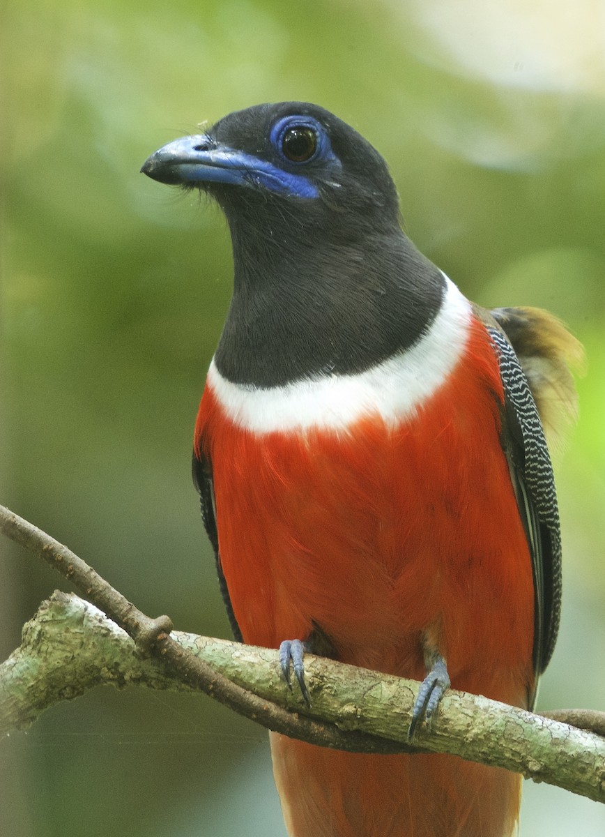 Malabar Trogon - ML287972031