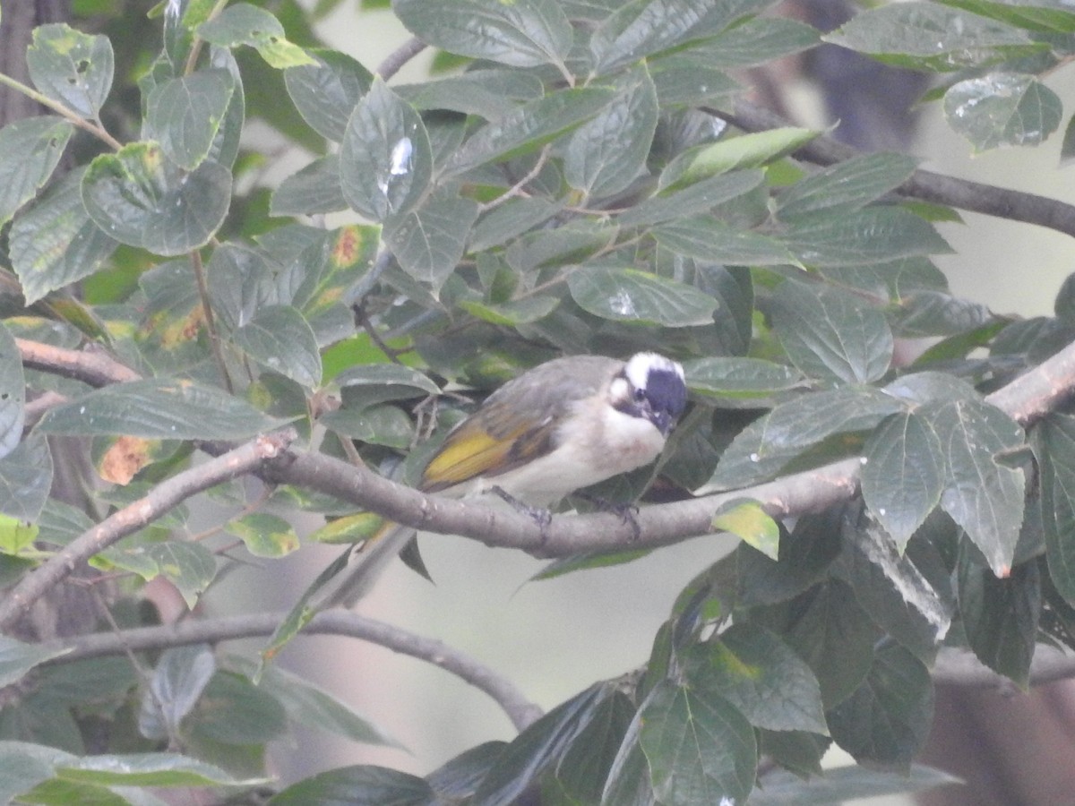 Light-vented Bulbul - ML287975371