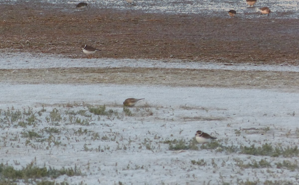 Semipalmated Plover - William Rockey