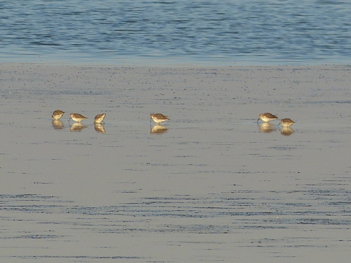Stilt Sandpiper - ML287975601