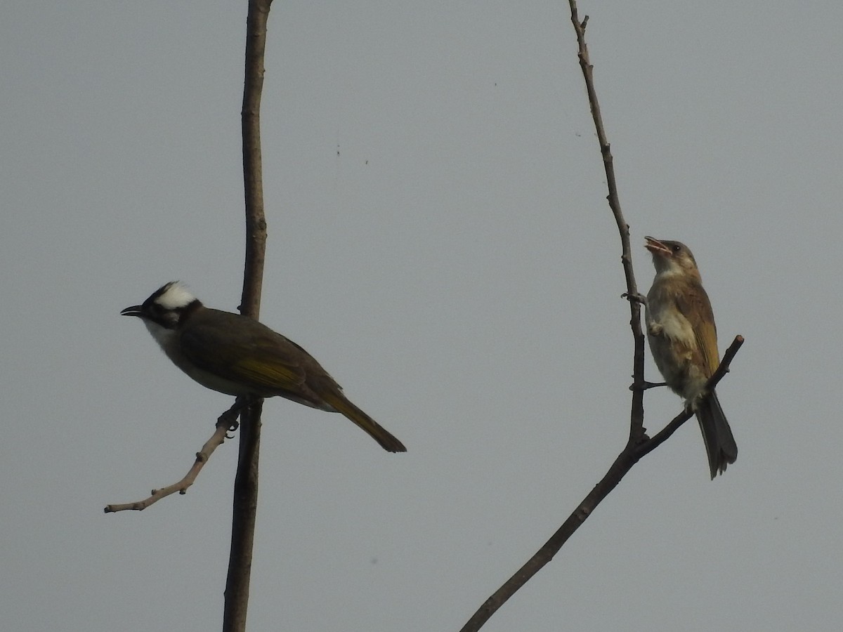 Light-vented Bulbul - ML287975671