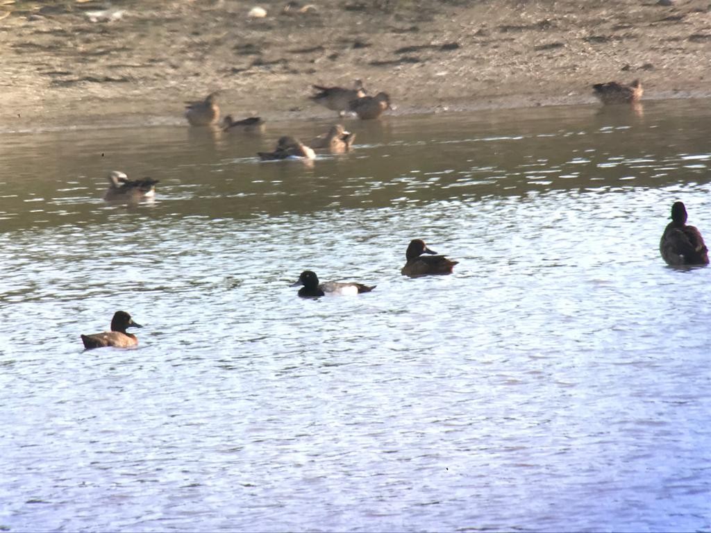 Lesser Scaup - ML287978191