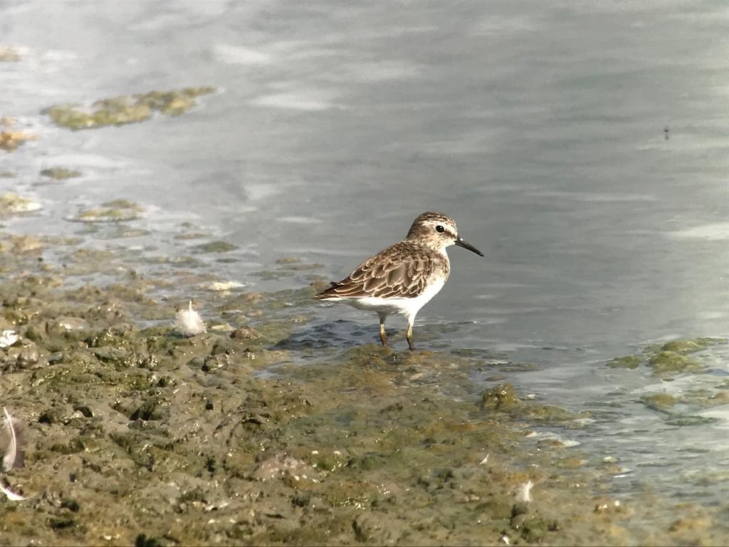 Least Sandpiper - ML287978271