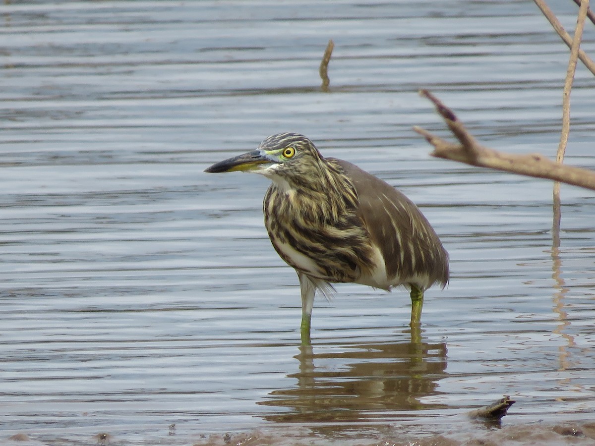 Indian Pond-Heron - ML287978601