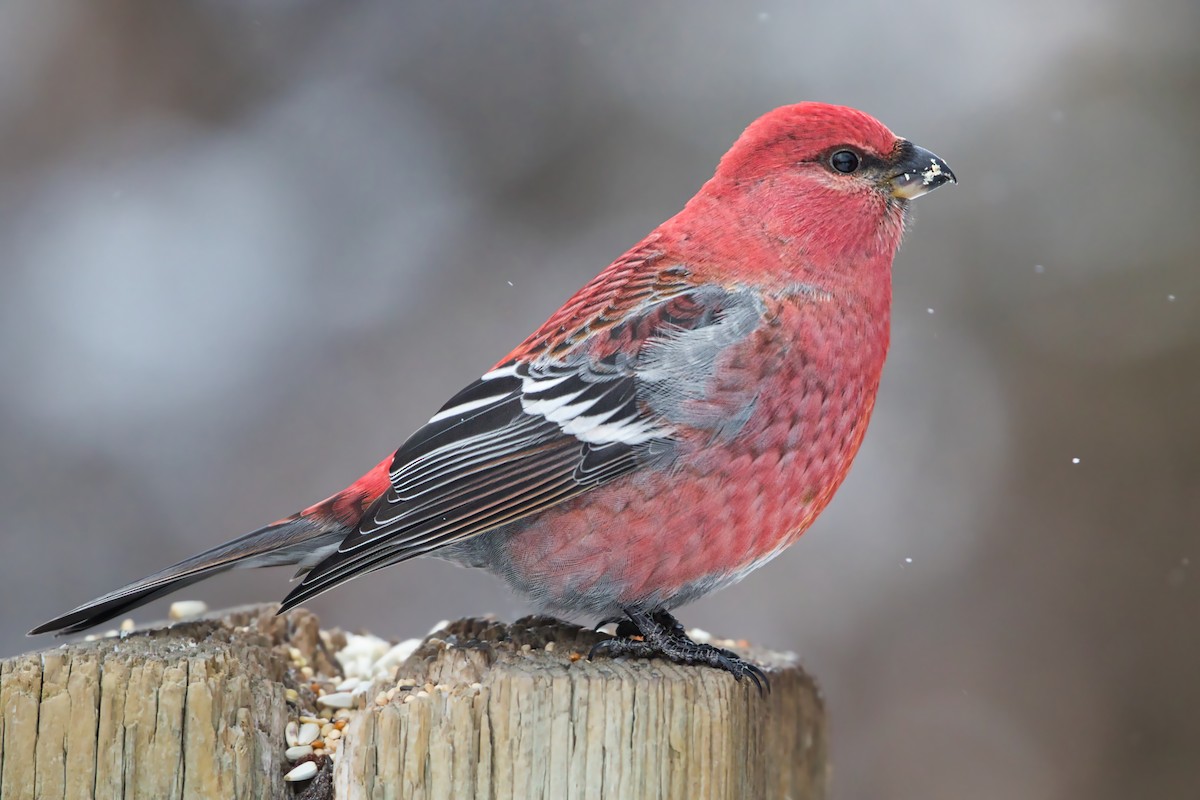 Pine Grosbeak - ML287978741