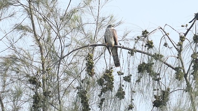 Common Hawk-Cuckoo - ML287978831