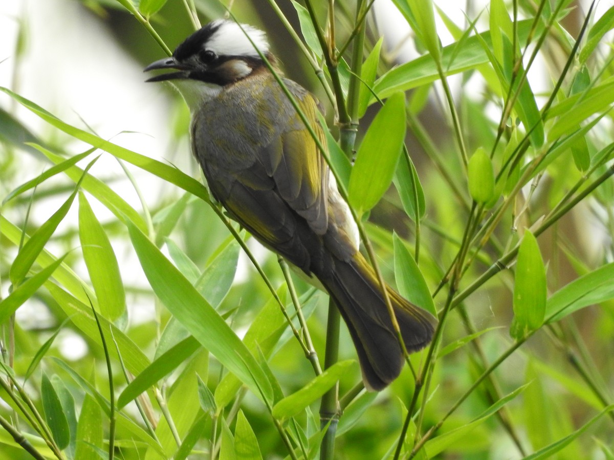 Light-vented Bulbul - ML287981221