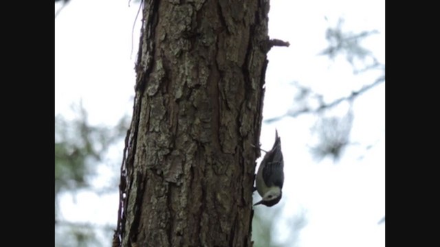White-breasted Nuthatch - ML287983081