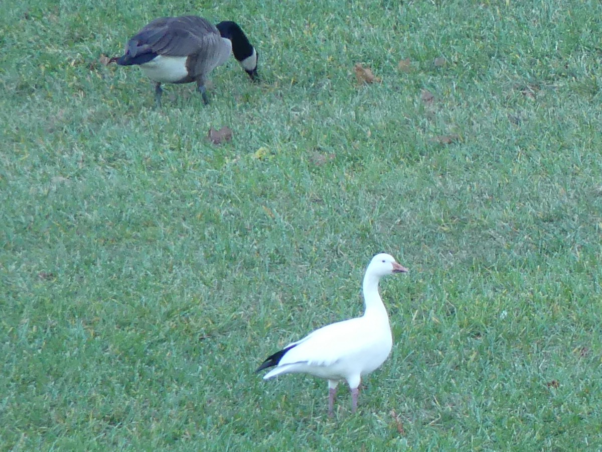 Snow Goose - Stefan Gleissberg