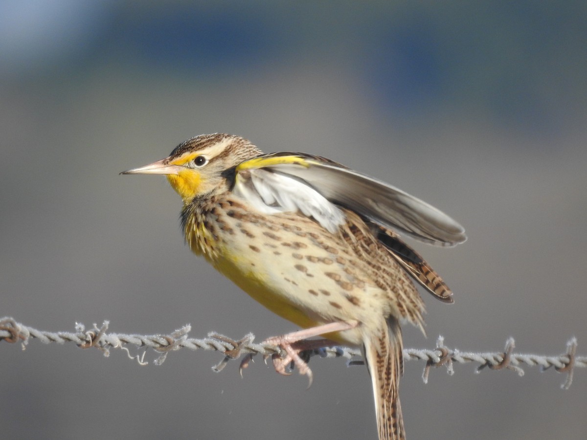 Western Meadowlark - ML287984681