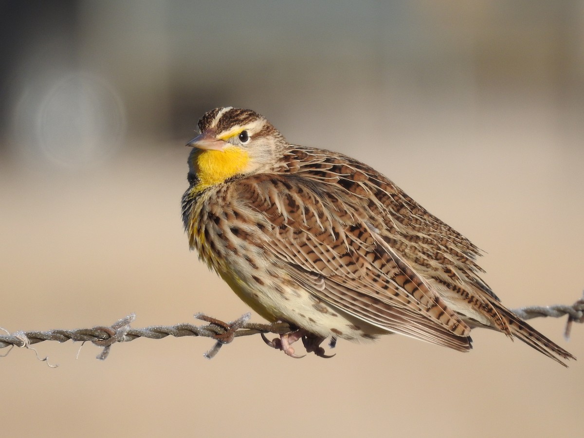 Western Meadowlark - Kevin Long