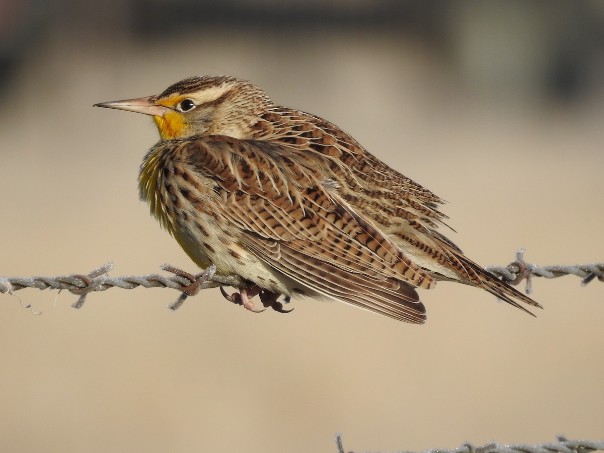 Western Meadowlark - ML287984751