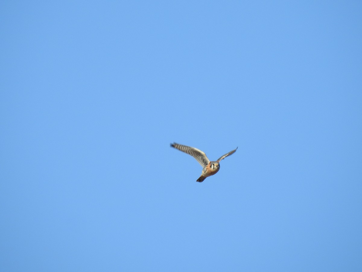 American Kestrel - ML287984861