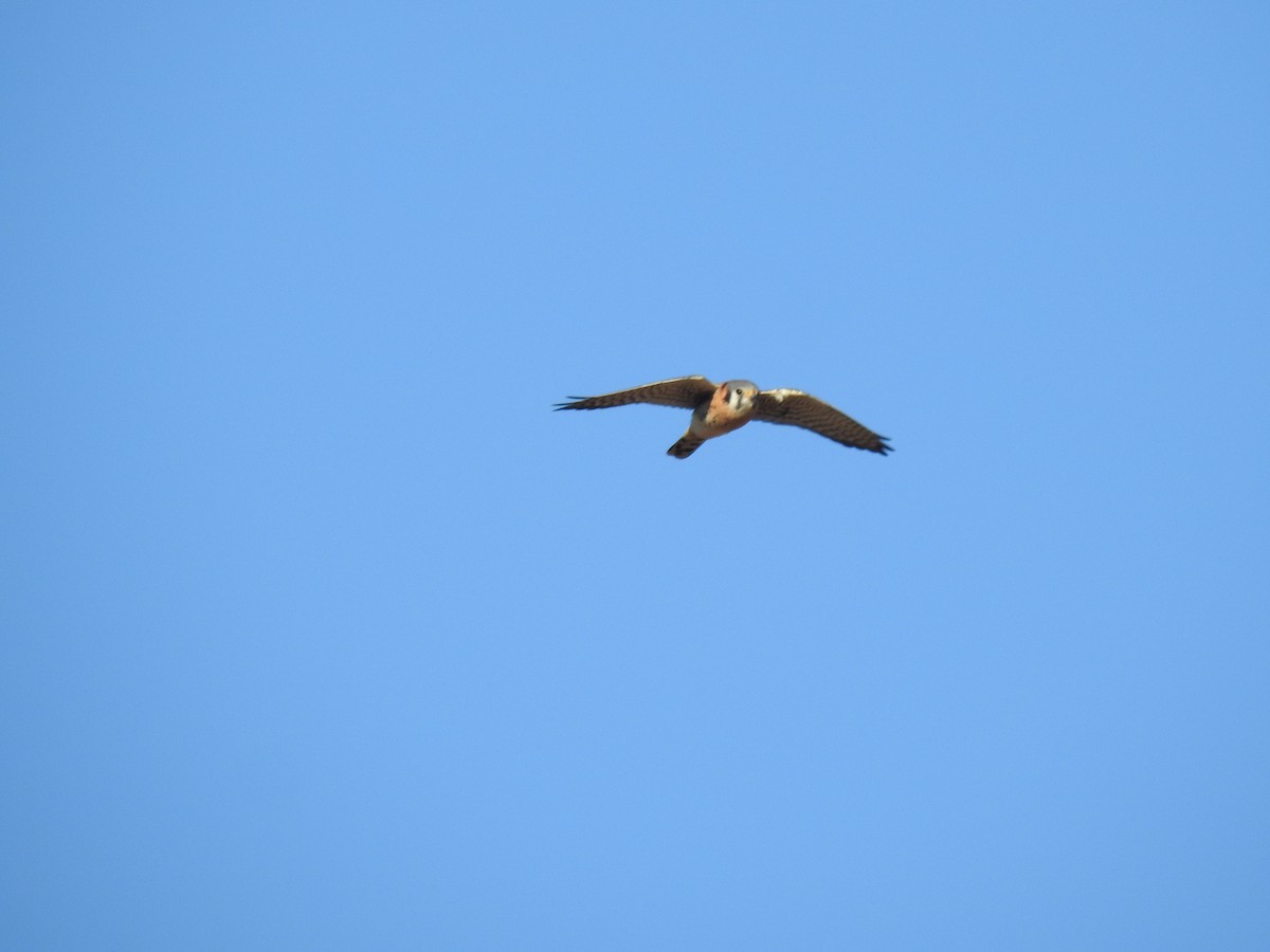 American Kestrel - Kevin Long