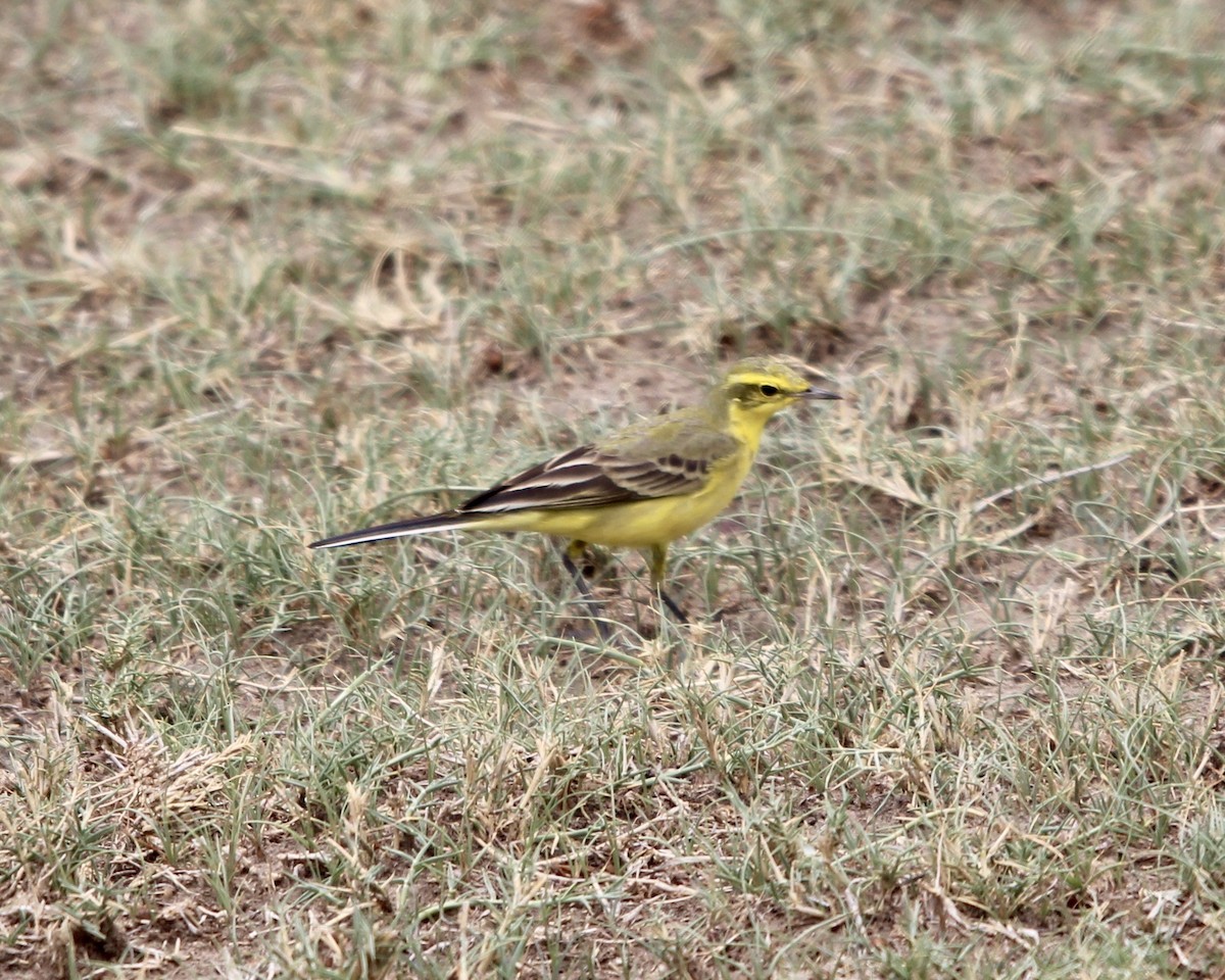 Western Yellow Wagtail (flava/beema) - ML287985271