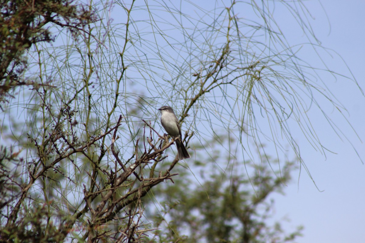 Suiriri Flycatcher - ML287986551