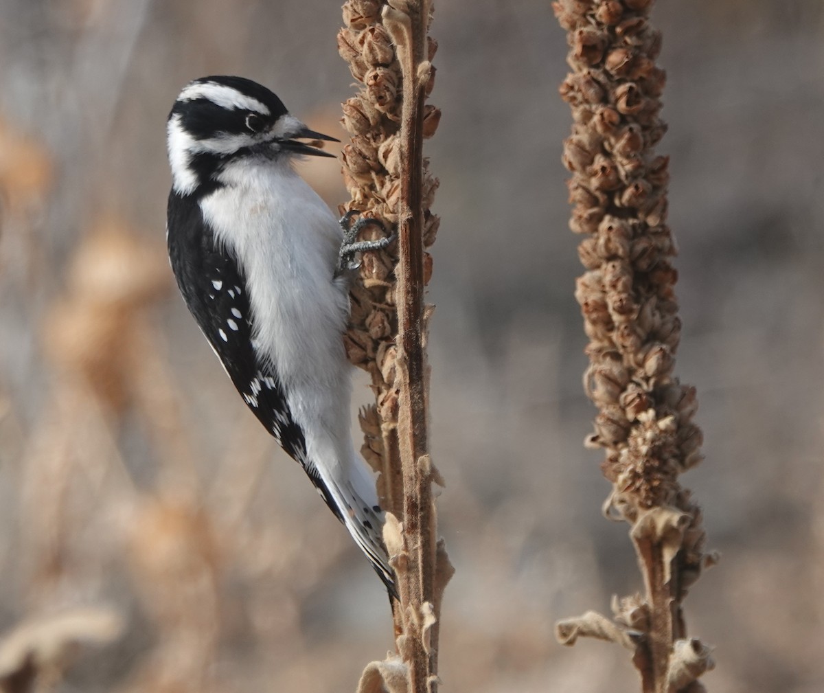 Downy Woodpecker - ML287988631
