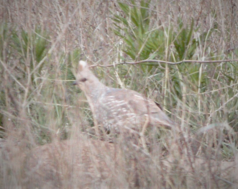 Scaled Quail - ML287990071
