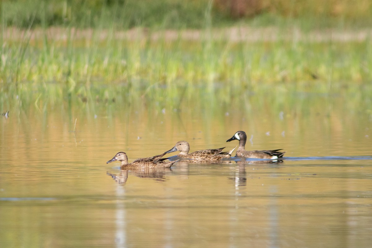 Blue-winged Teal - ML287990951