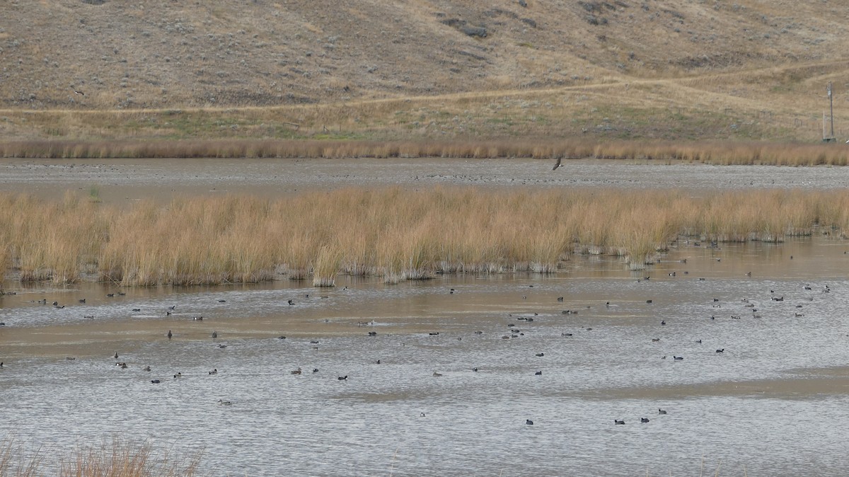 American Coot - Ted Nanninga