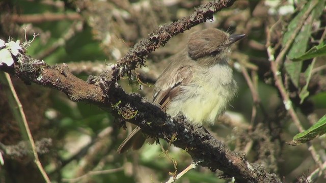 Galapagos Flycatcher - ML287994261