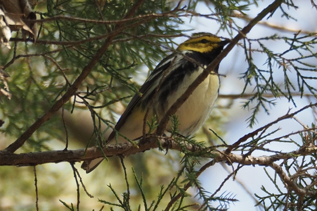 Black-throated Green Warbler - ML28799591