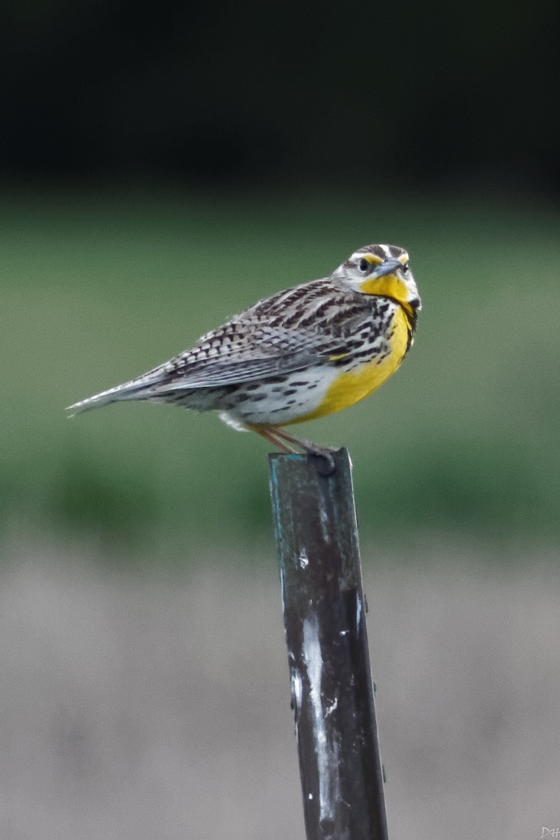 Western Meadowlark - ML28799601