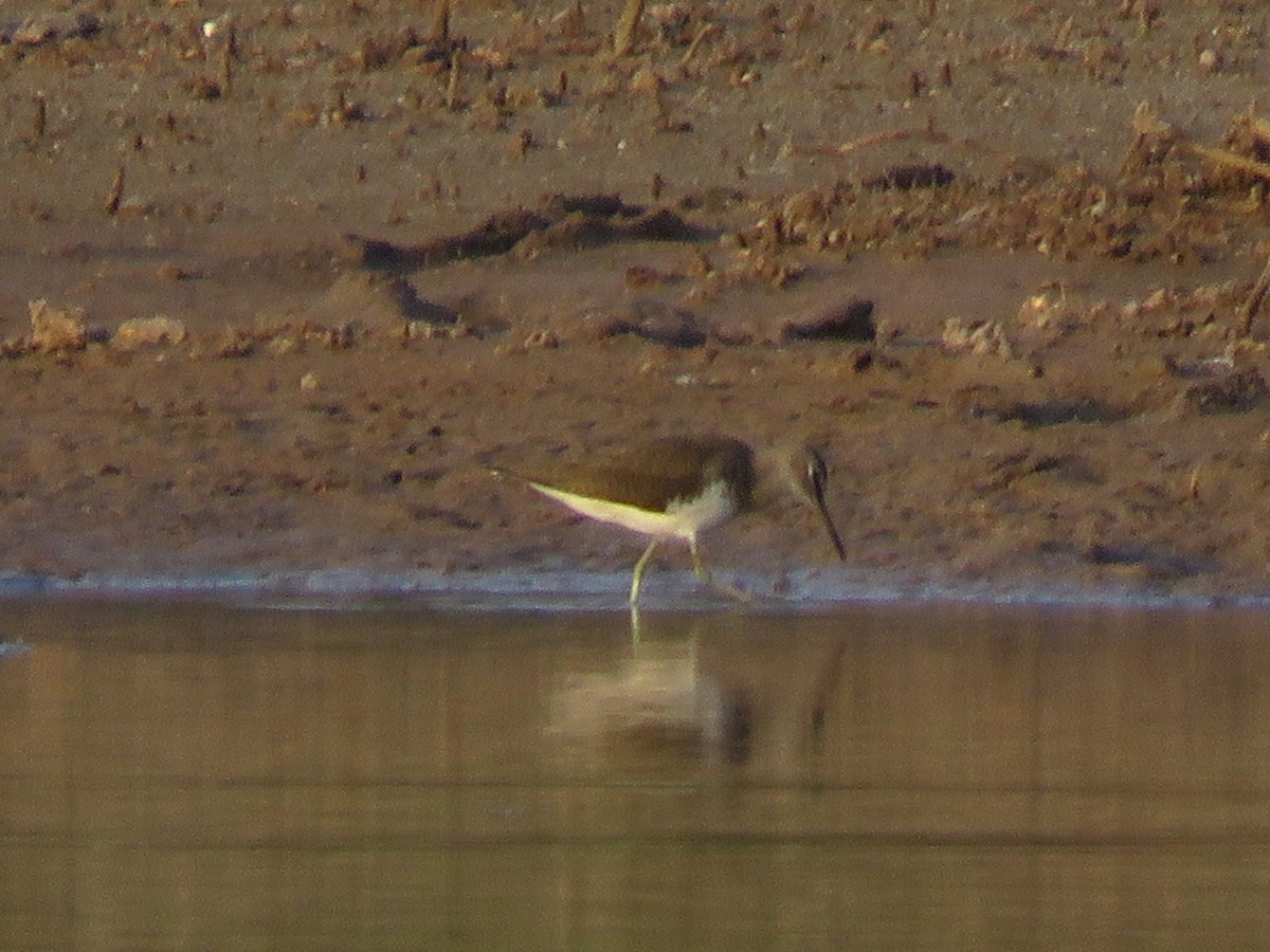 Common Sandpiper - ML287996071