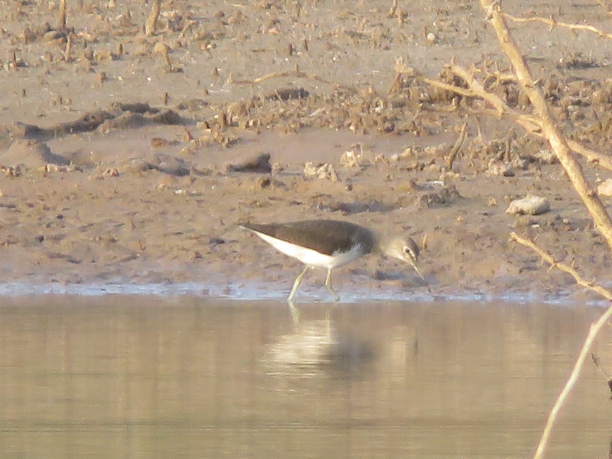 Common Sandpiper - ML287996161