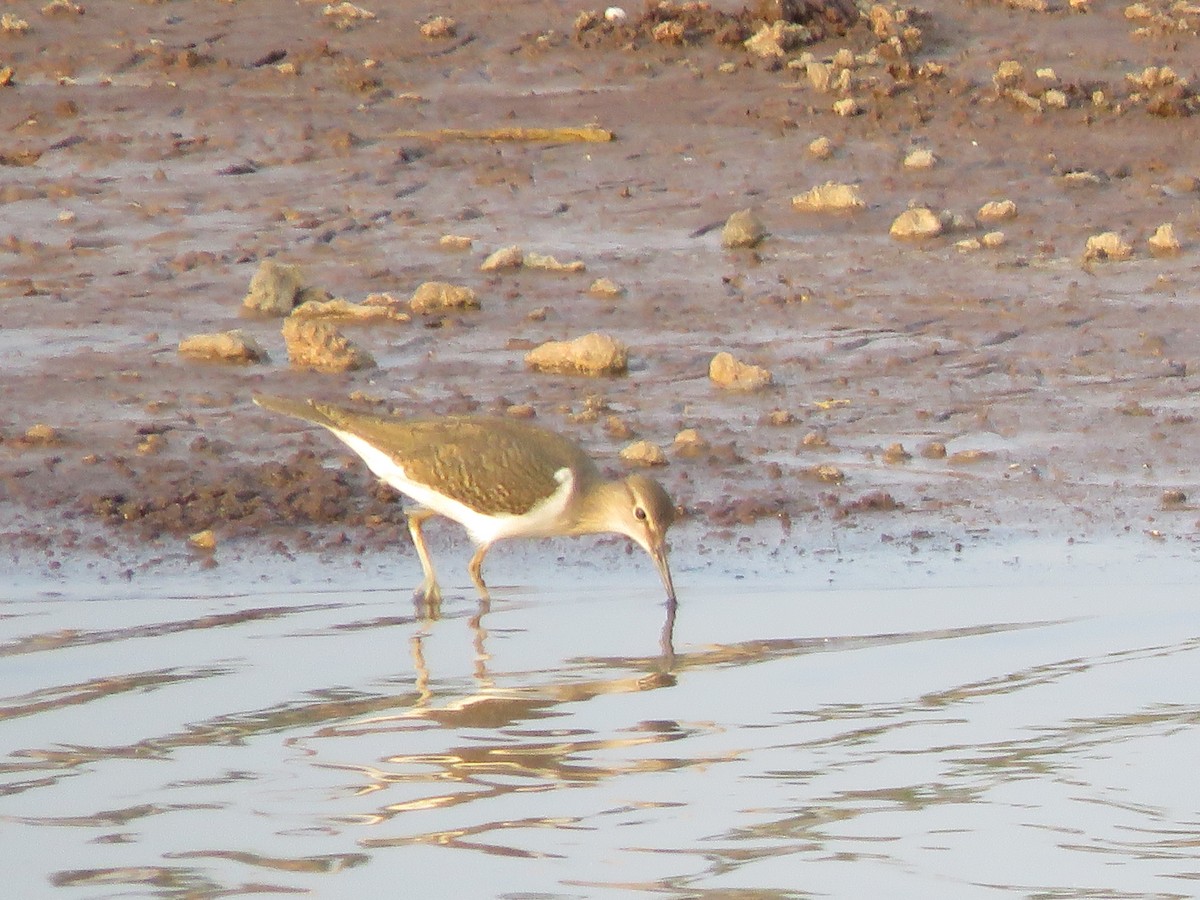 Common Sandpiper - ML287996251