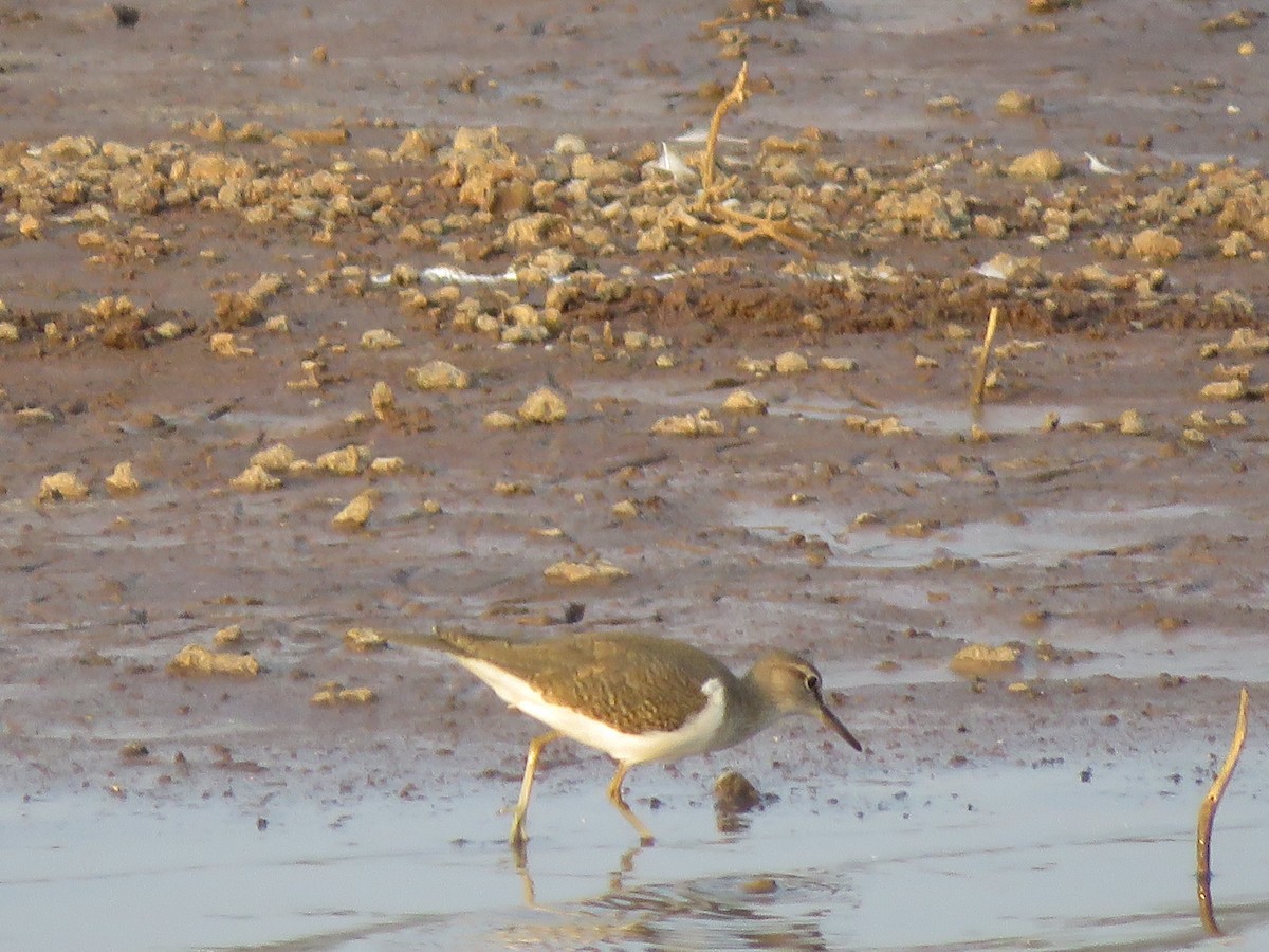 Common Sandpiper - ML287996271