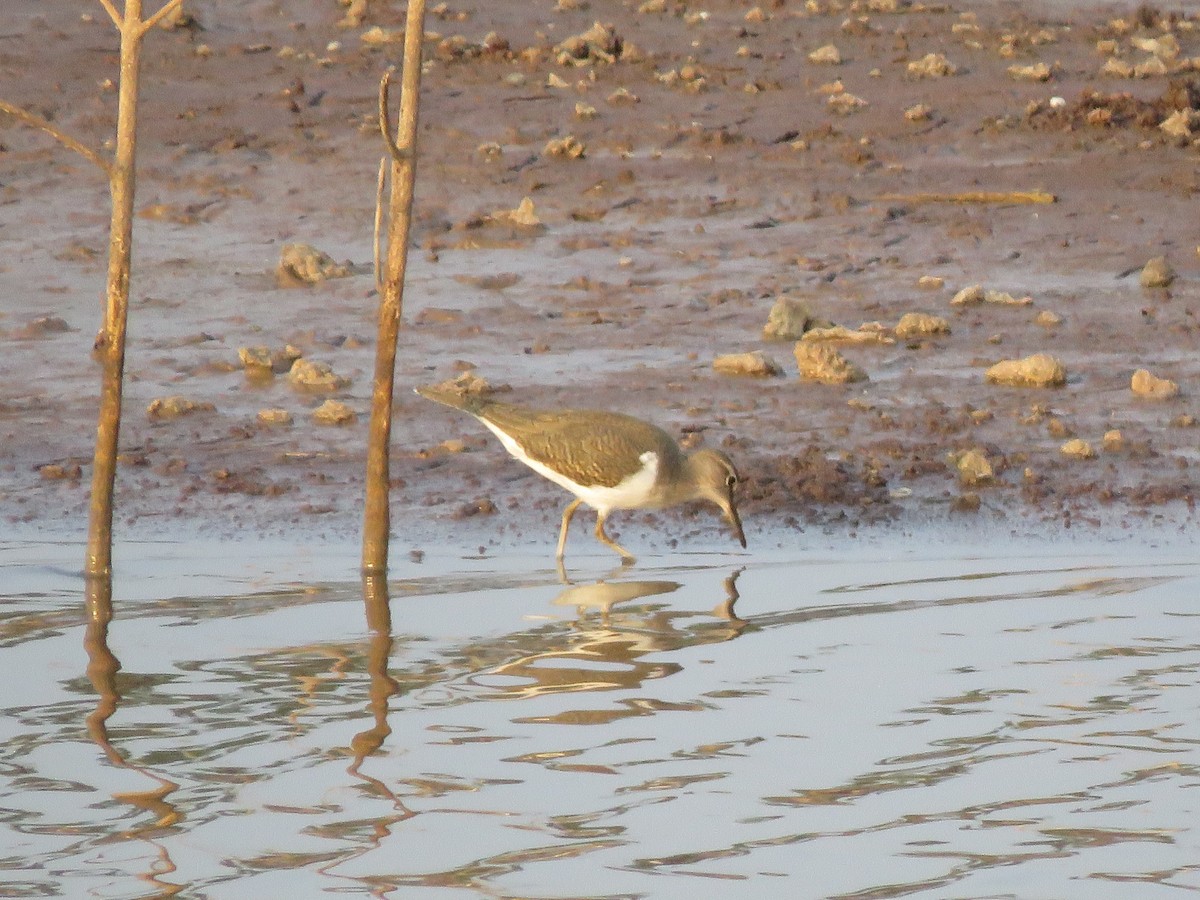 Common Sandpiper - Krishnamoorthy Muthirulan