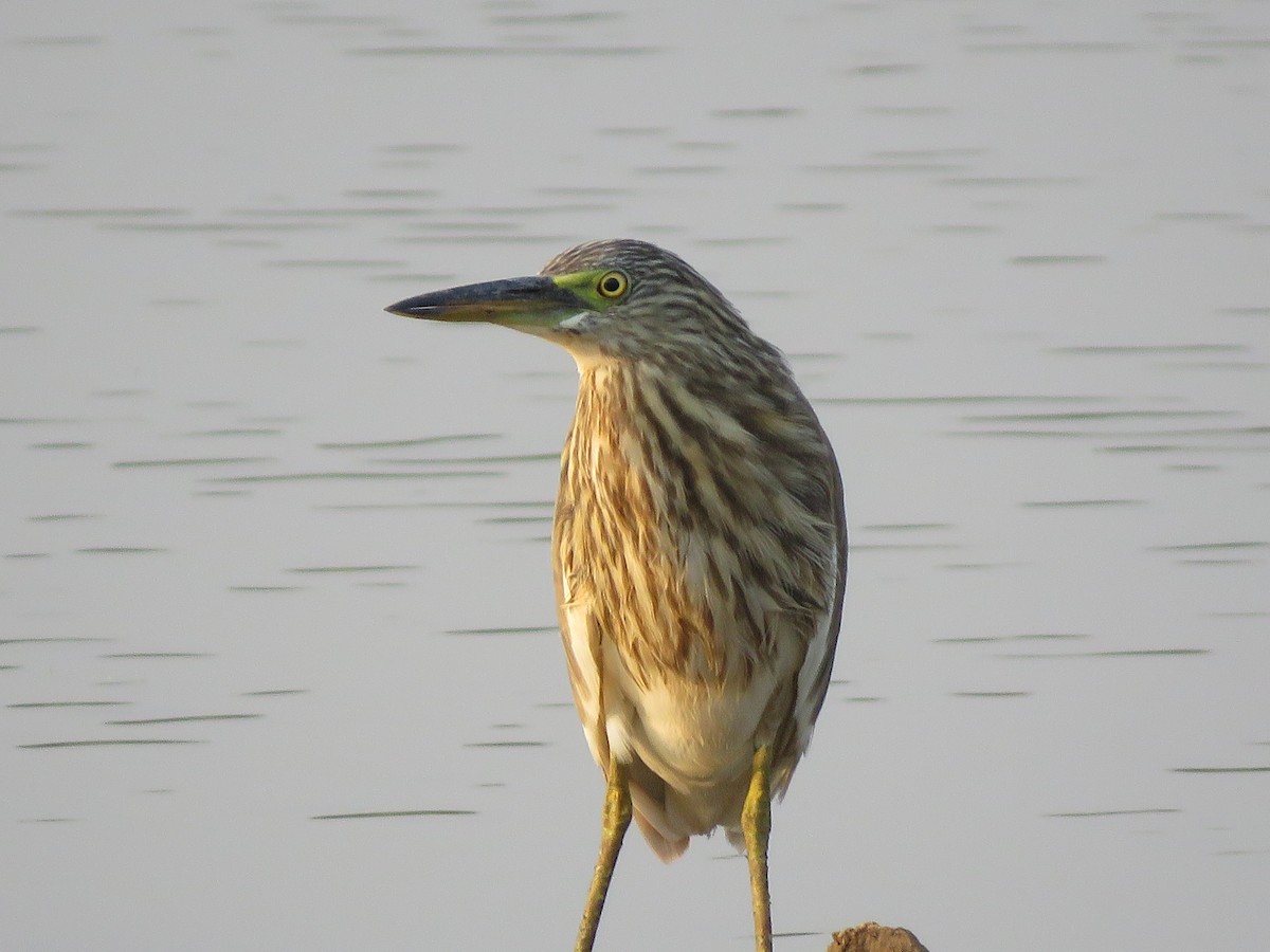 Indian Pond-Heron - Krishnamoorthy Muthirulan