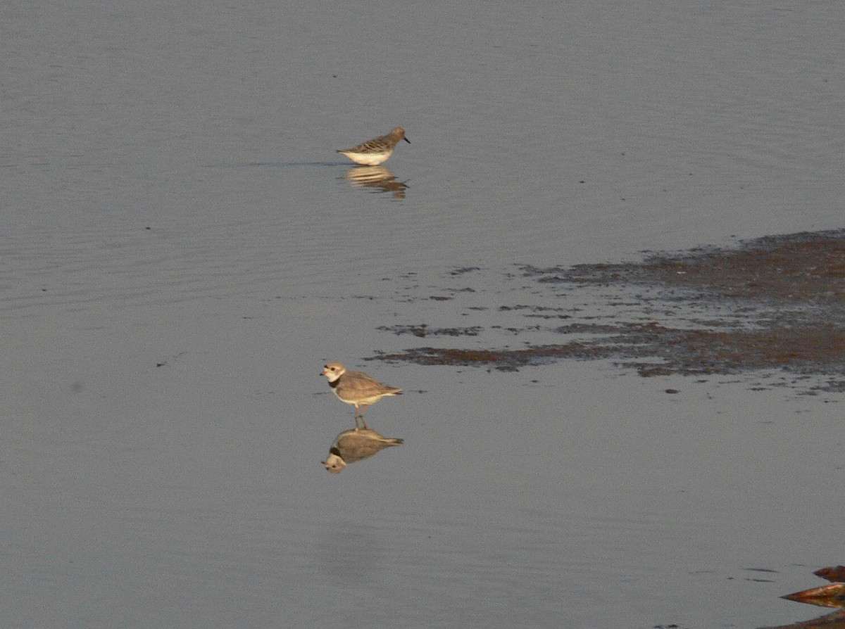 Piping Plover - ML287997671