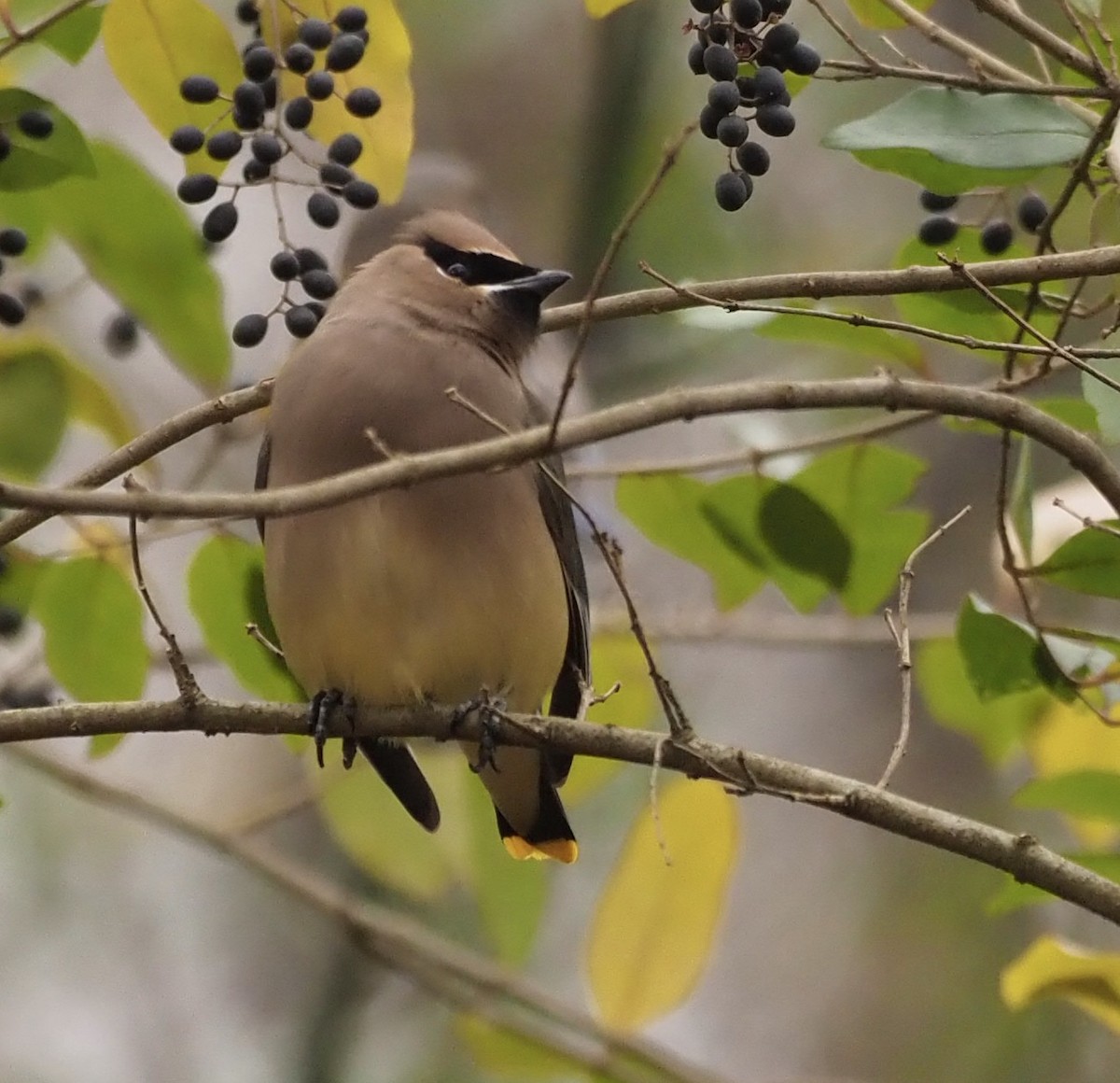 Cedar Waxwing - Bob Foehring