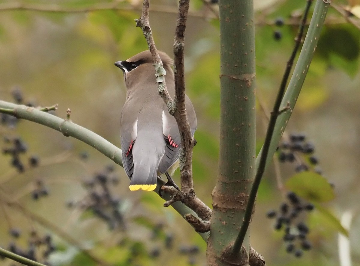 Cedar Waxwing - ML287997901