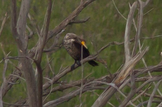 Cormoran à aigrettes - ML28799801