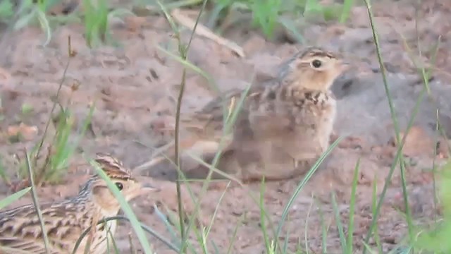 Oriental Skylark - ML287998091