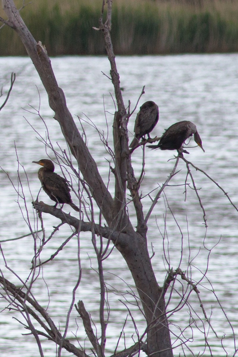 Double-crested Cormorant - ML28799821