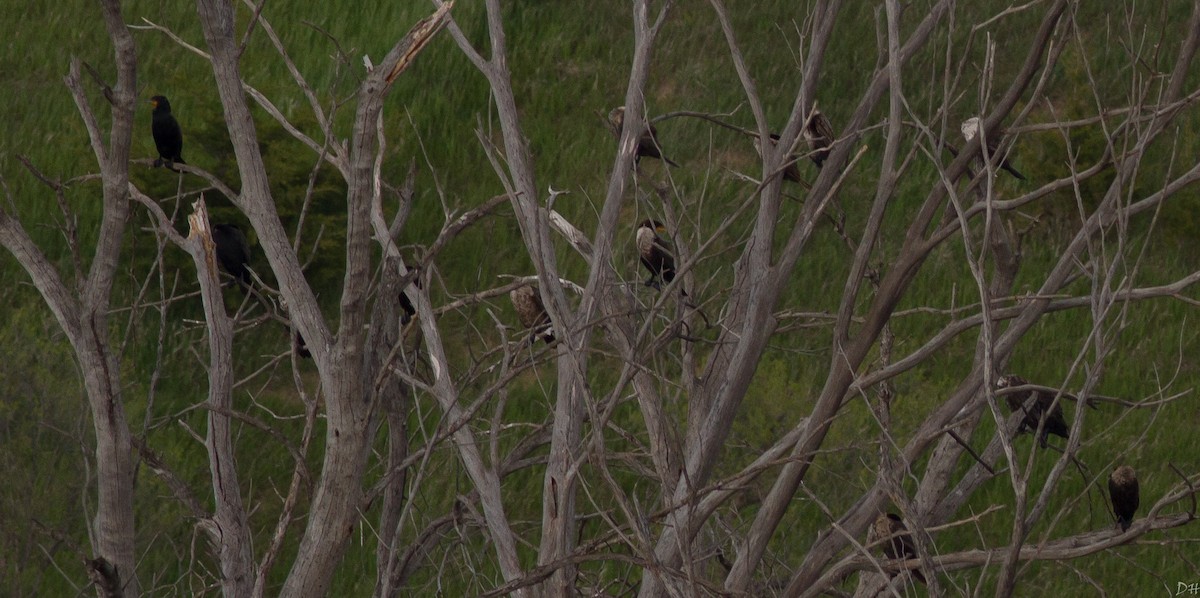 Double-crested Cormorant - ML28799841