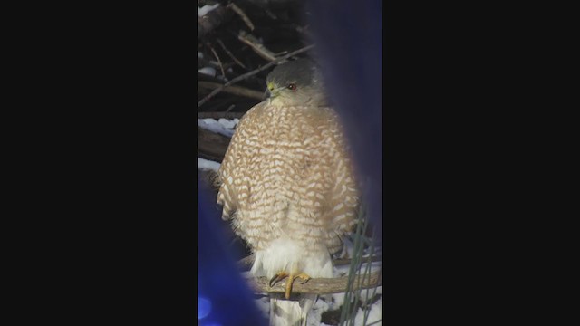 Cooper's Hawk - ML287998811