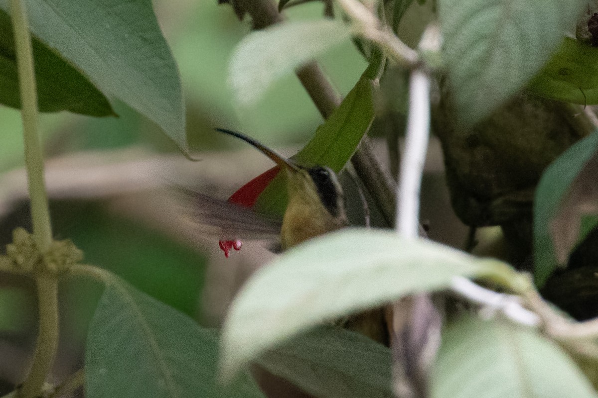 White-browed Hermit - ML287999161