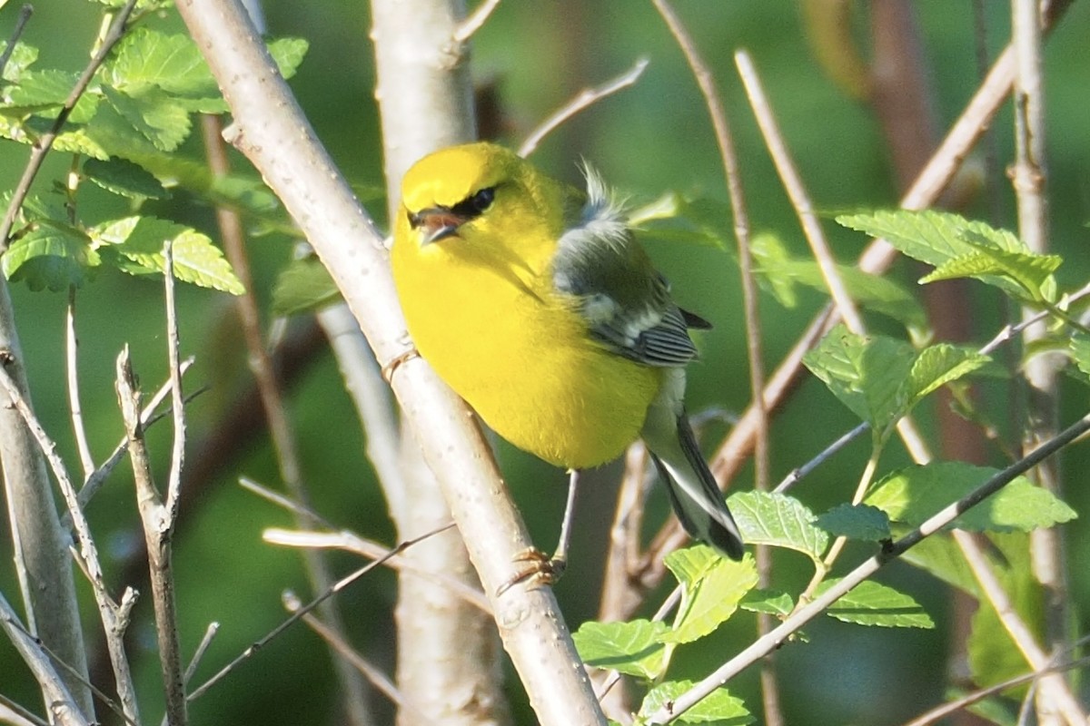 Blue-winged Warbler - ML28800001