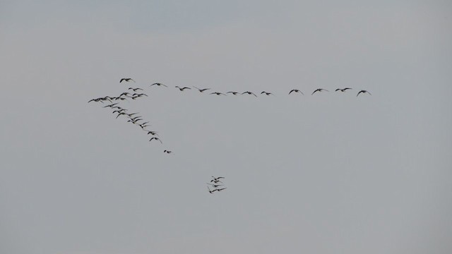 Greater White-fronted Goose - ML288000281