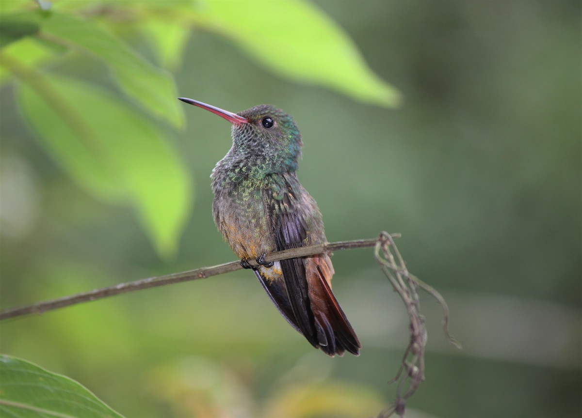 Rufous-tailed Hummingbird - ML288000691