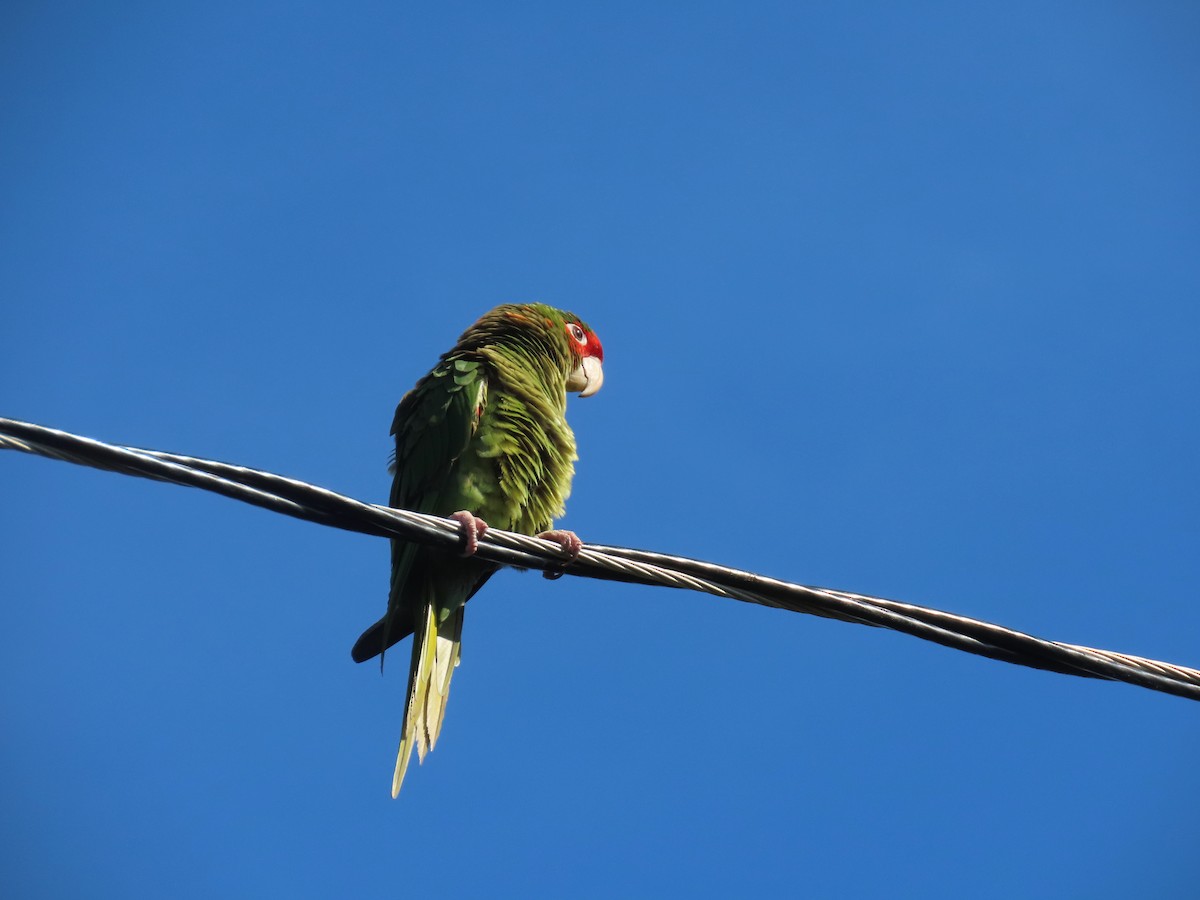 Mitred Parakeet - Gael Silverblatt