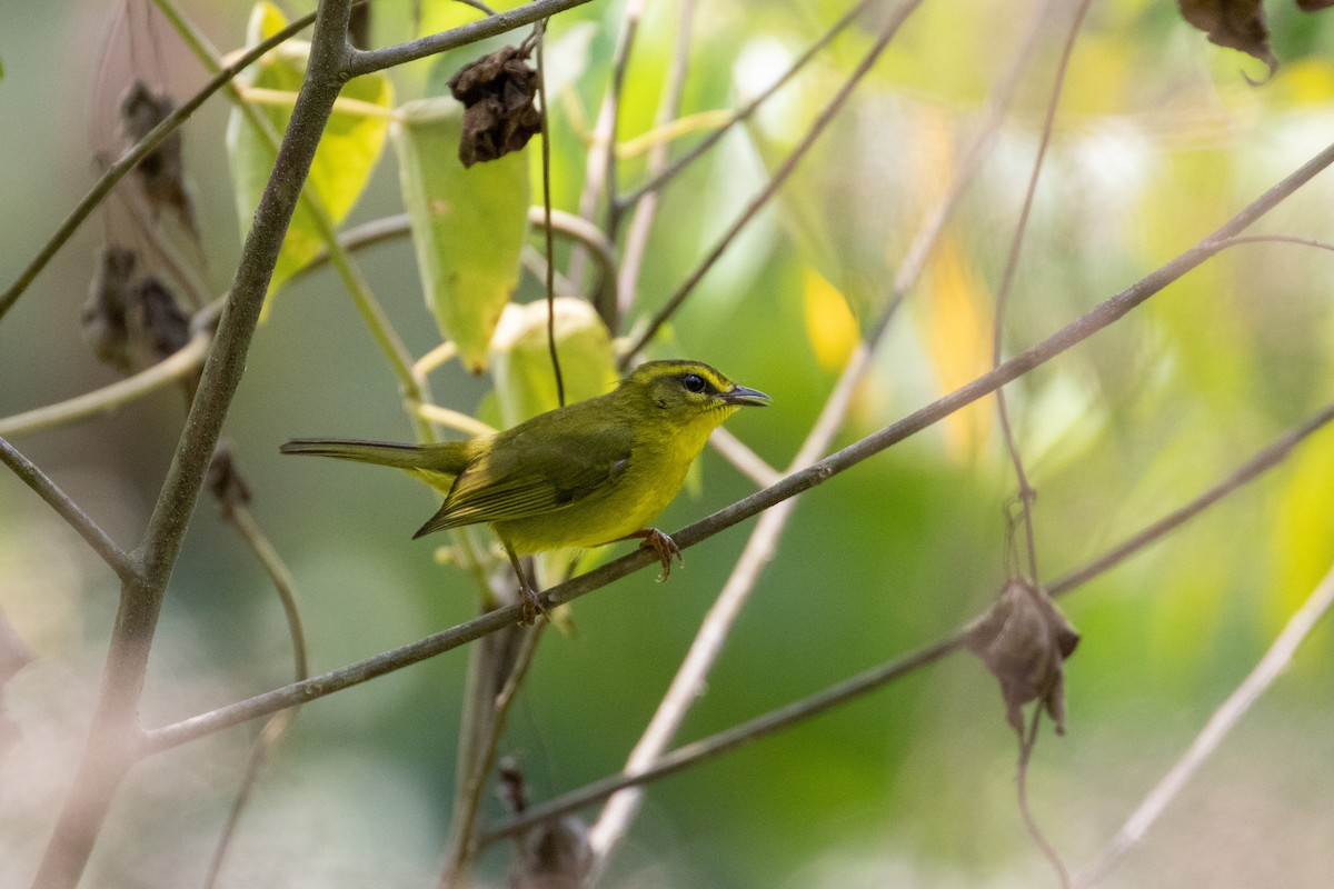 Cuzco Warbler - Thibaud Aronson
