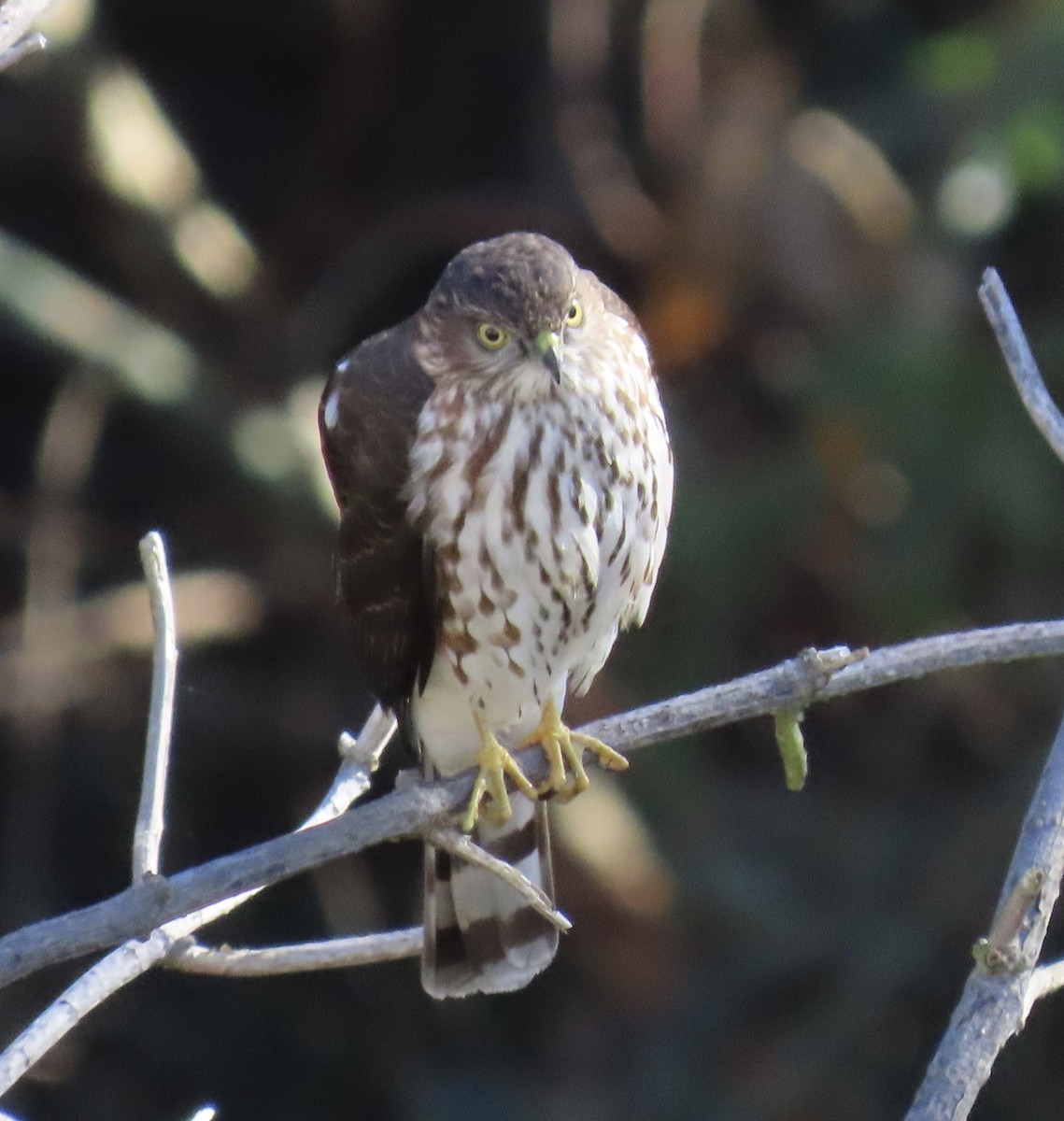 Sharp-shinned Hawk - Alane Gray