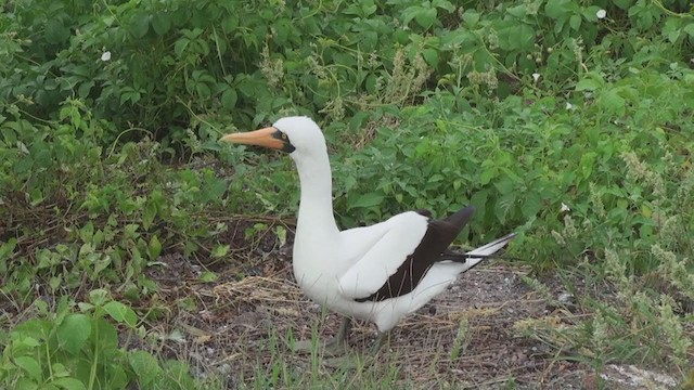 Nazca Booby - ML288001431