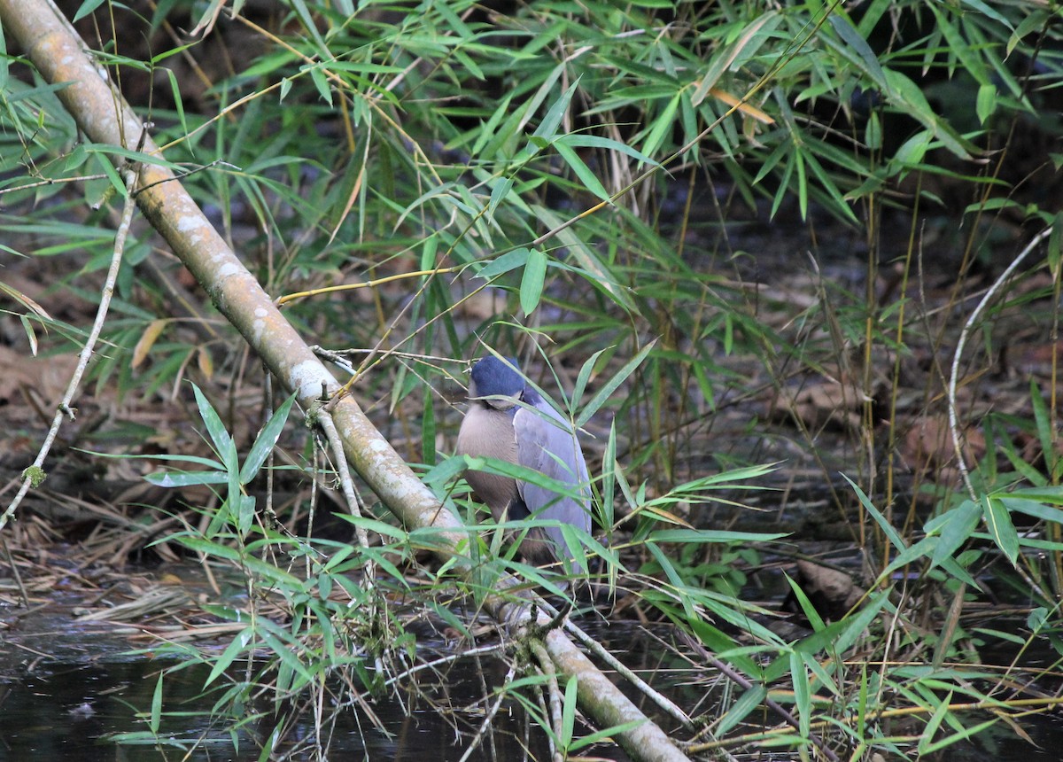 Boat-billed Heron - ML288001591